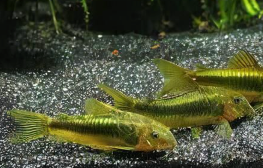 Green Laser Cory (CW009) 1.25in