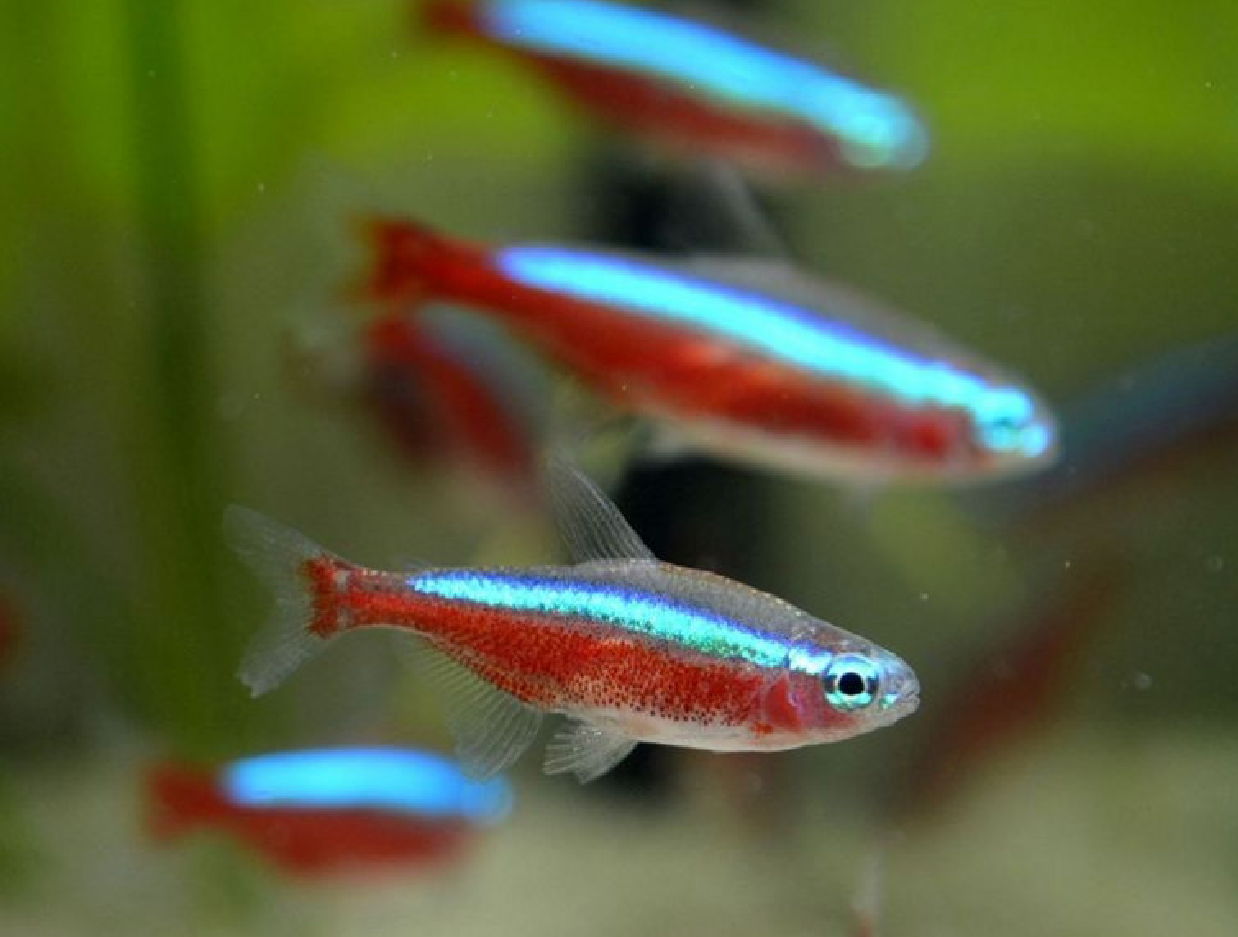 CARDINAL TETRAS