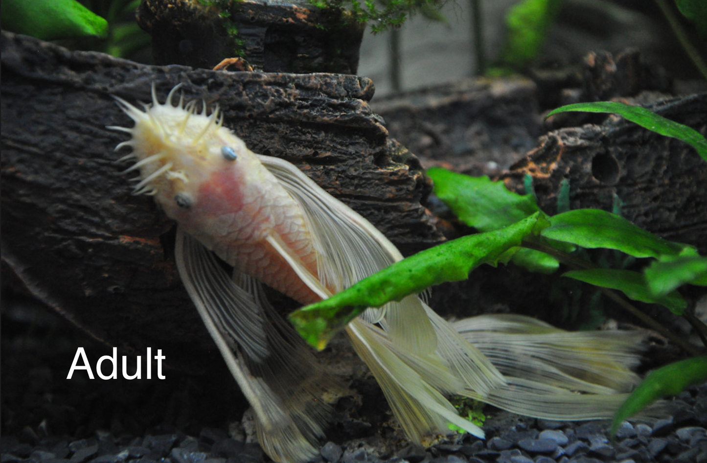 Long Fin Blue-Eyed Lemon Long Fin Bristlenose Pleco (L144) – 1-1.25”