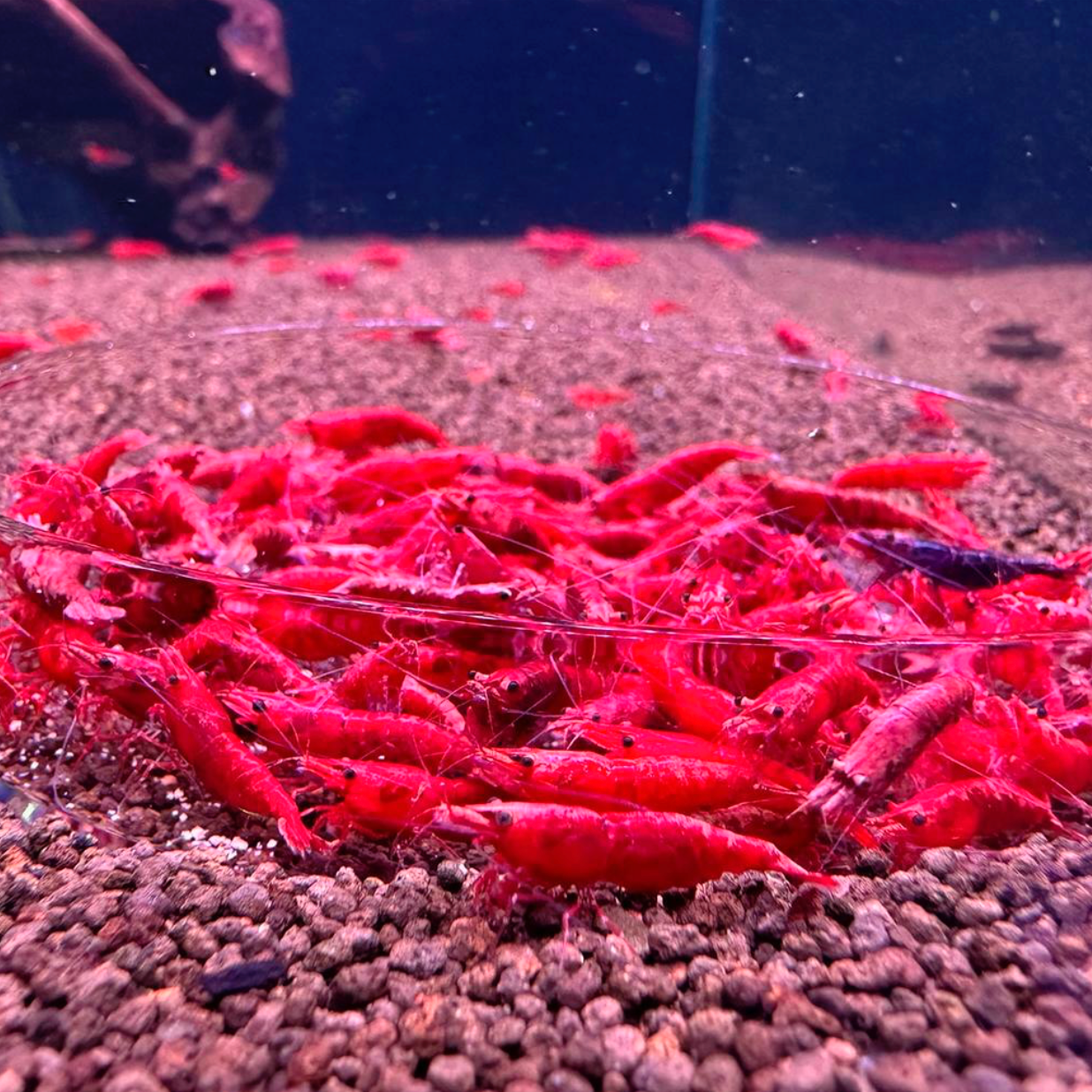 10+1 Fire Red Shrimp (Neocaridina) – Freshwater Aquarium Shrimp