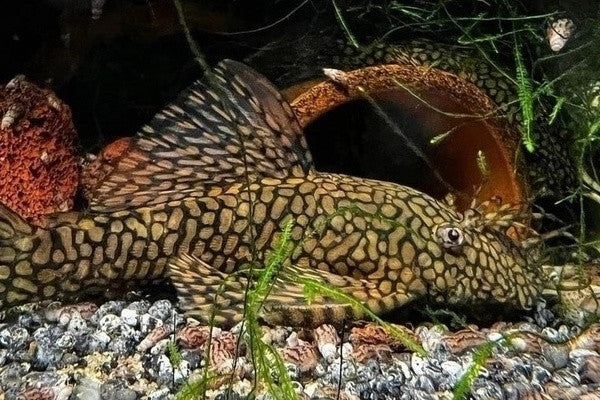 Honeycomb (Wabenmuster) Bristlenose Pleco (L519) – 1–1.25"