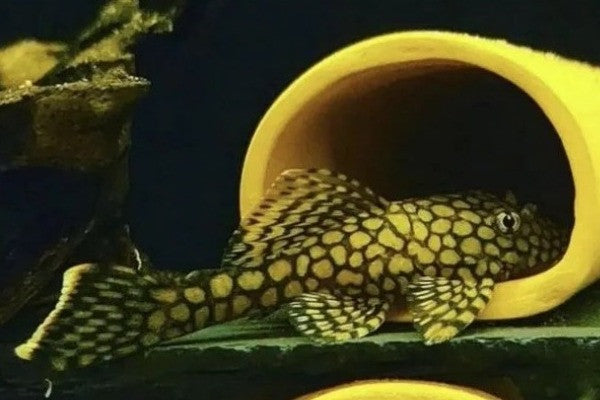Honeycomb (Wabenmuster) Bristlenose Pleco (L519) – 1–1.25"