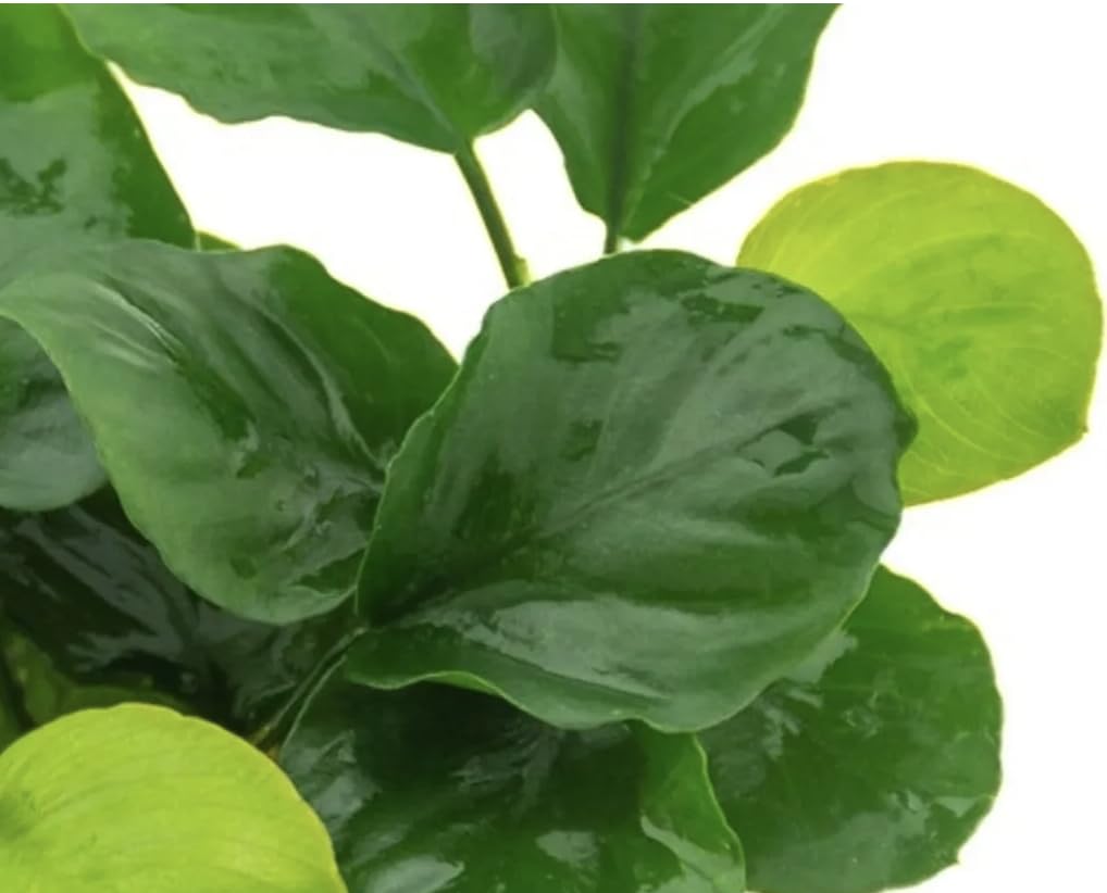 Anubias Nana Round Leaf (Golden Coin) Live Aquarium and Pond Plant