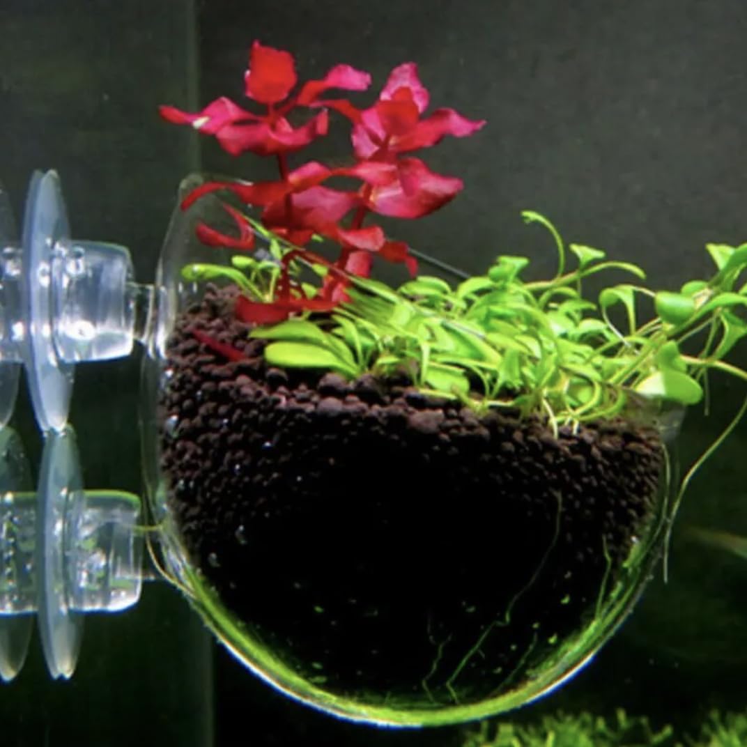 2 Aquarium Plant Holder for Fish Tank, Fish Tank Ornament for Aquascape Decoration, Small Glass Fish Tank Plant Stand for Freshwater and Marine Aquarium (2 Pack)