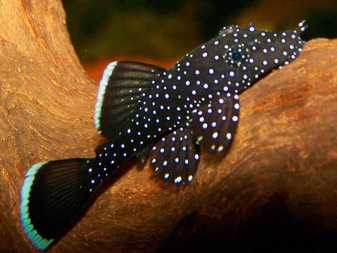 L183 Starlight Bristlenose Pleco (Ancistrus dolichopterus) – Approx. 1.25"