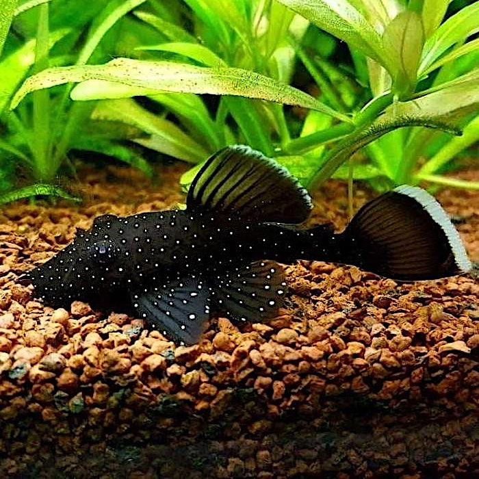 L183 Starlight Bristlenose Pleco (Ancistrus dolichopterus) – Approx. 1.25"
