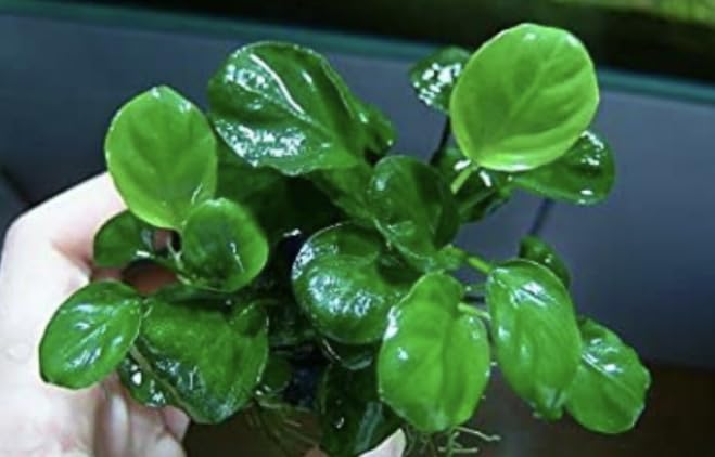 Anubias Nana Round Leaf (Golden Coin) Live Aquarium and Pond Plant