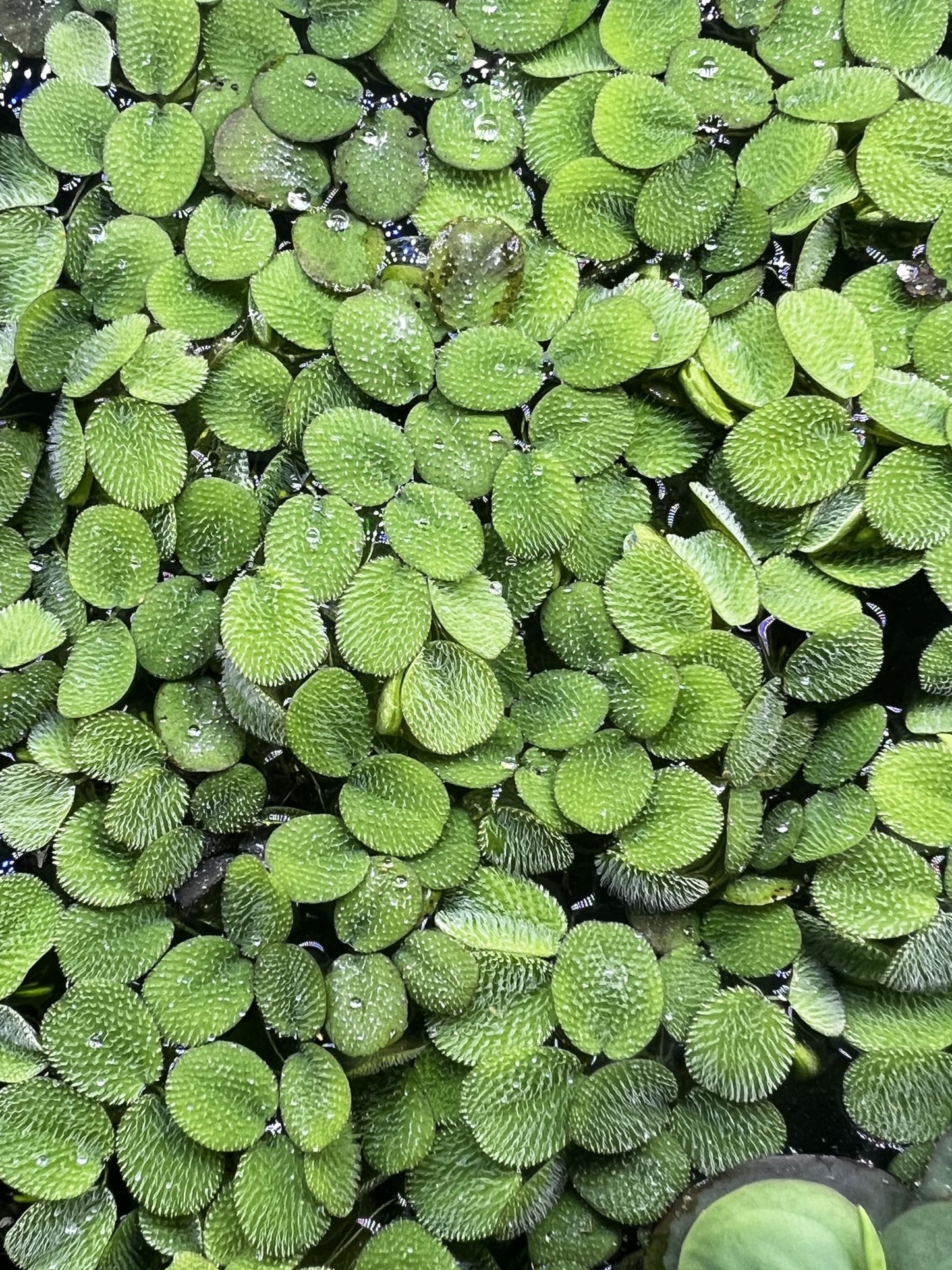 Generic 50 + Water Spangles Salvinia Minima Live Aquarium Floating Plant, Green