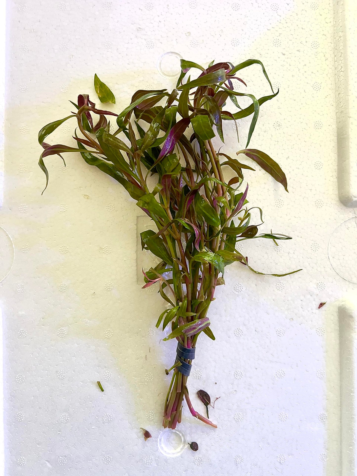 Alternanthera Reineckii 'Roseafolia' β Live Aquarium Plant β Vibrant Red-Pink Midground Plant β Freshwater Fish Tank Decoration