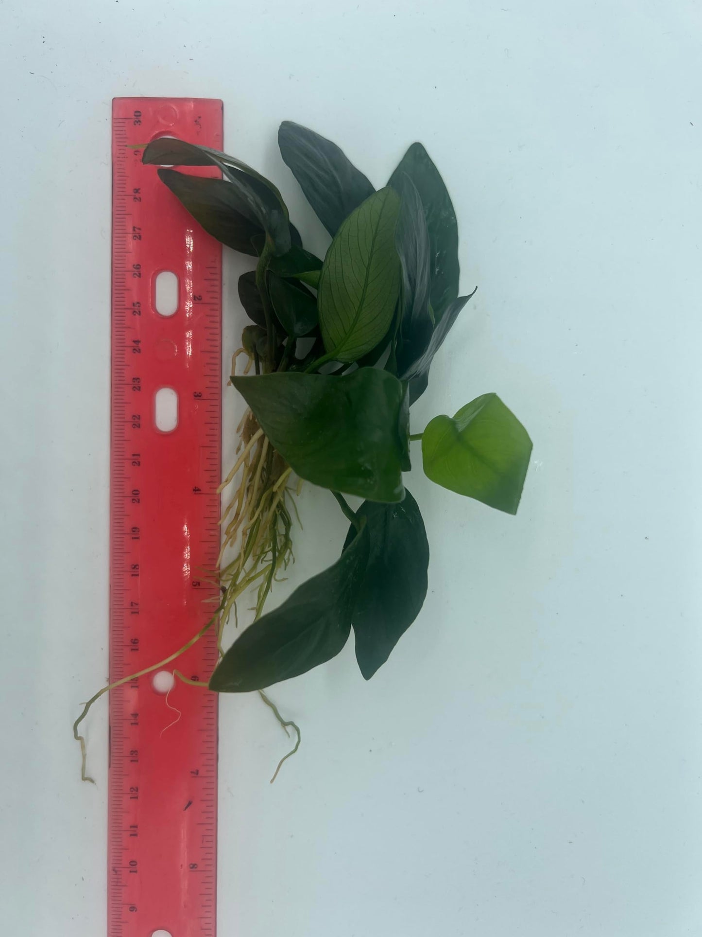 Anubias Nana Live Aquarium and Pond Plant