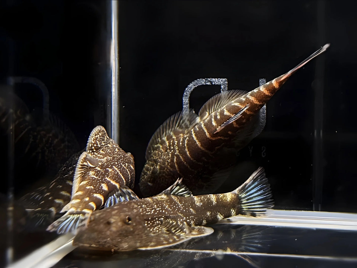 Blue Tail Hillstream Loach