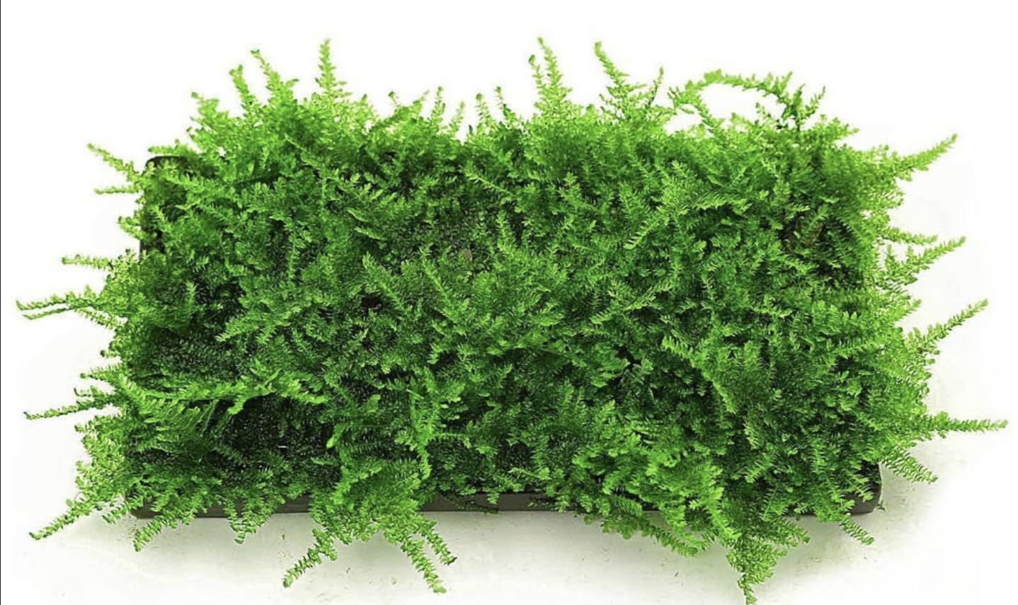 Java Moss on Tray - 6 x 3 | Live Aquarium Plant for Aquascaping, Shrimp Tanks & Freshwater Aquariums
