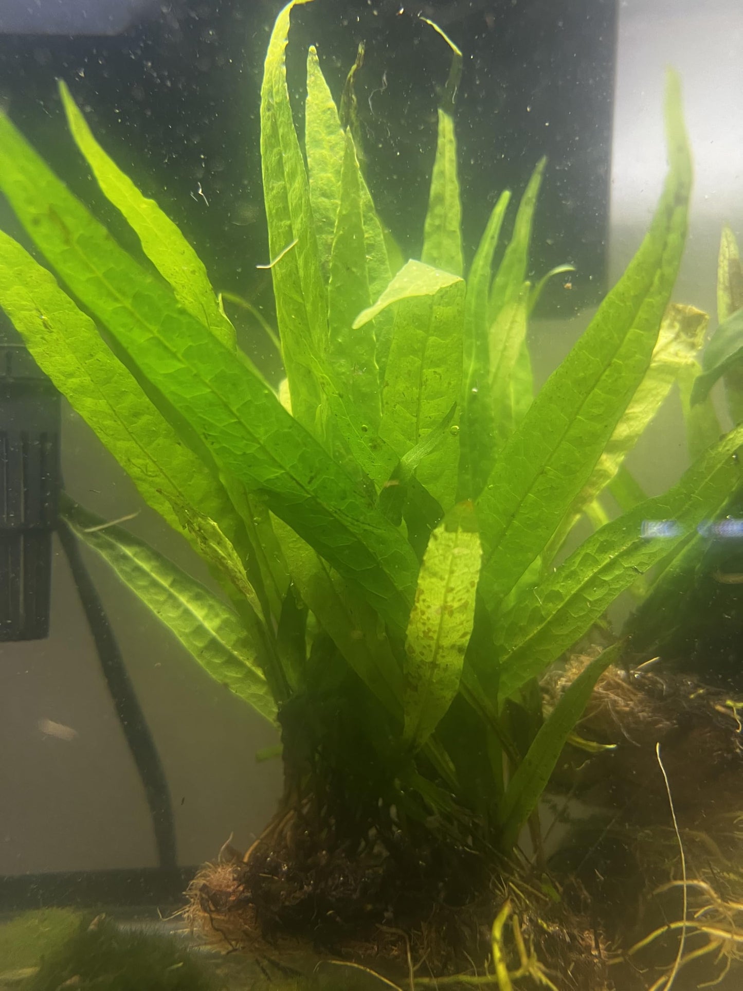 Live Java Fern Microsorum Pteropus on Mat Plant Freshwater Fish Tanks - Easy, Beginner Friendly