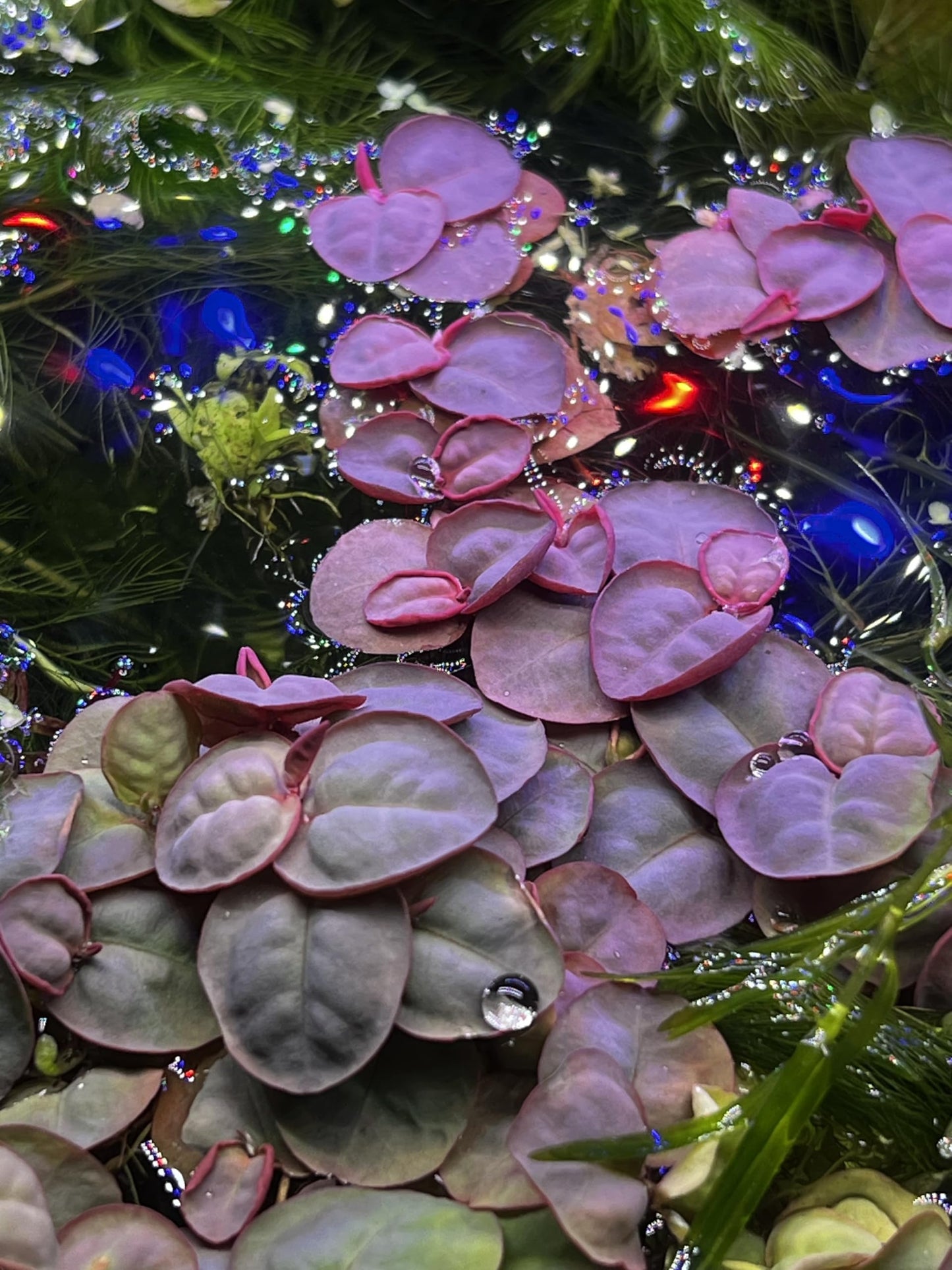 Red Root Floaters (40 Leaves) – Live Aquarium Floating Plant – Easy Low Light – Fast Growing