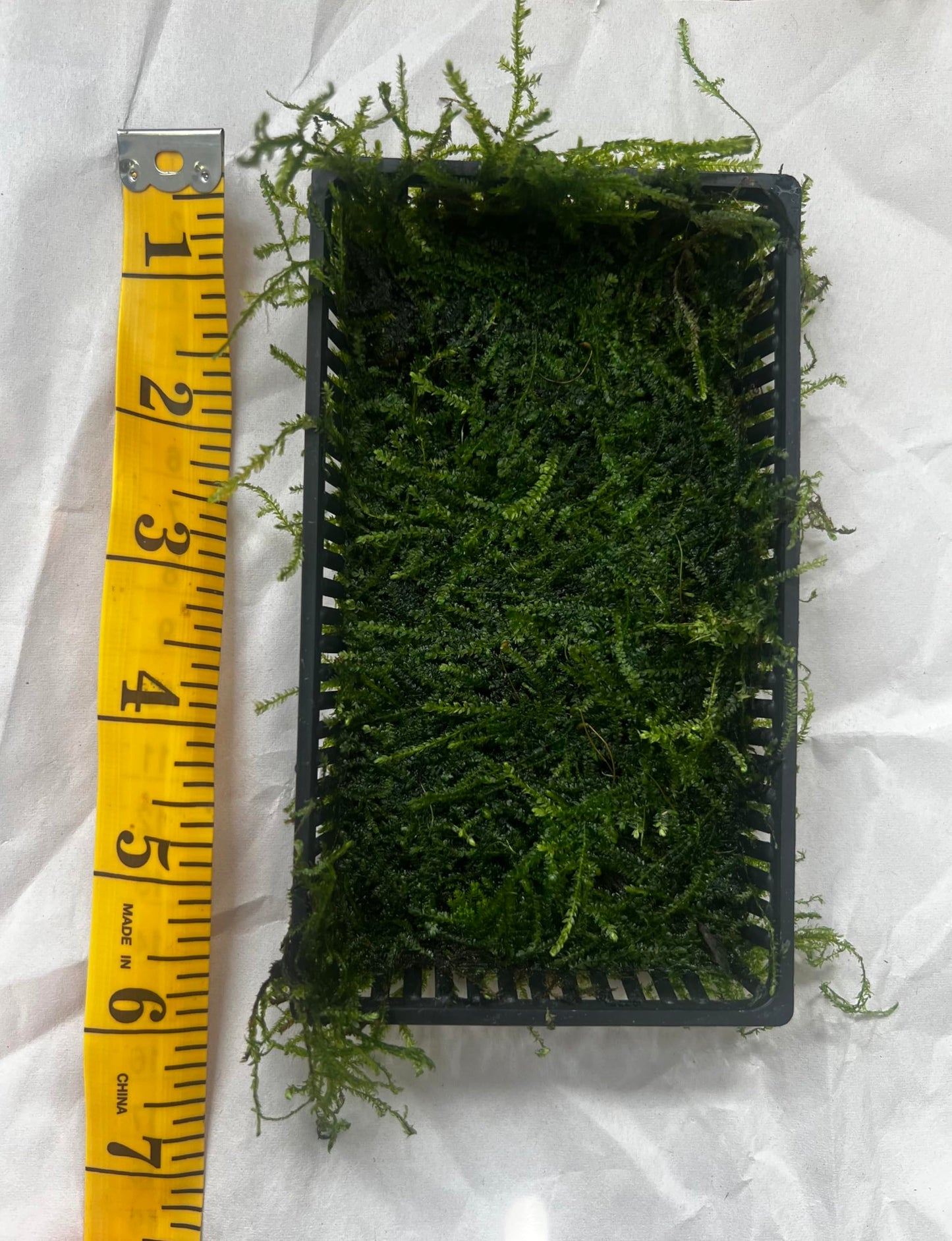 Java Moss on Tray - 6 x 3 | Live Aquarium Plant for Aquascaping, Shrimp Tanks & Freshwater Aquariums