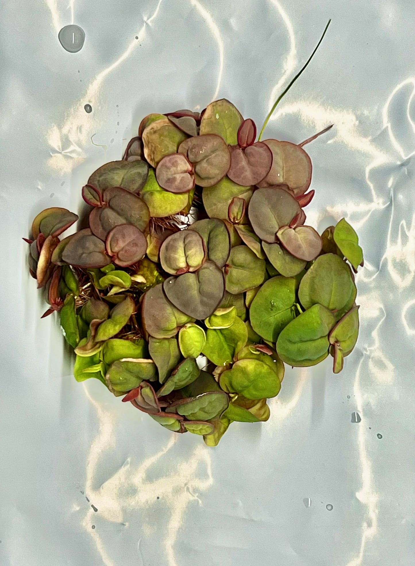 Red Root Floaters (40 Leaves) – Live Aquarium Floating Plant – Easy Low Light – Fast Growing