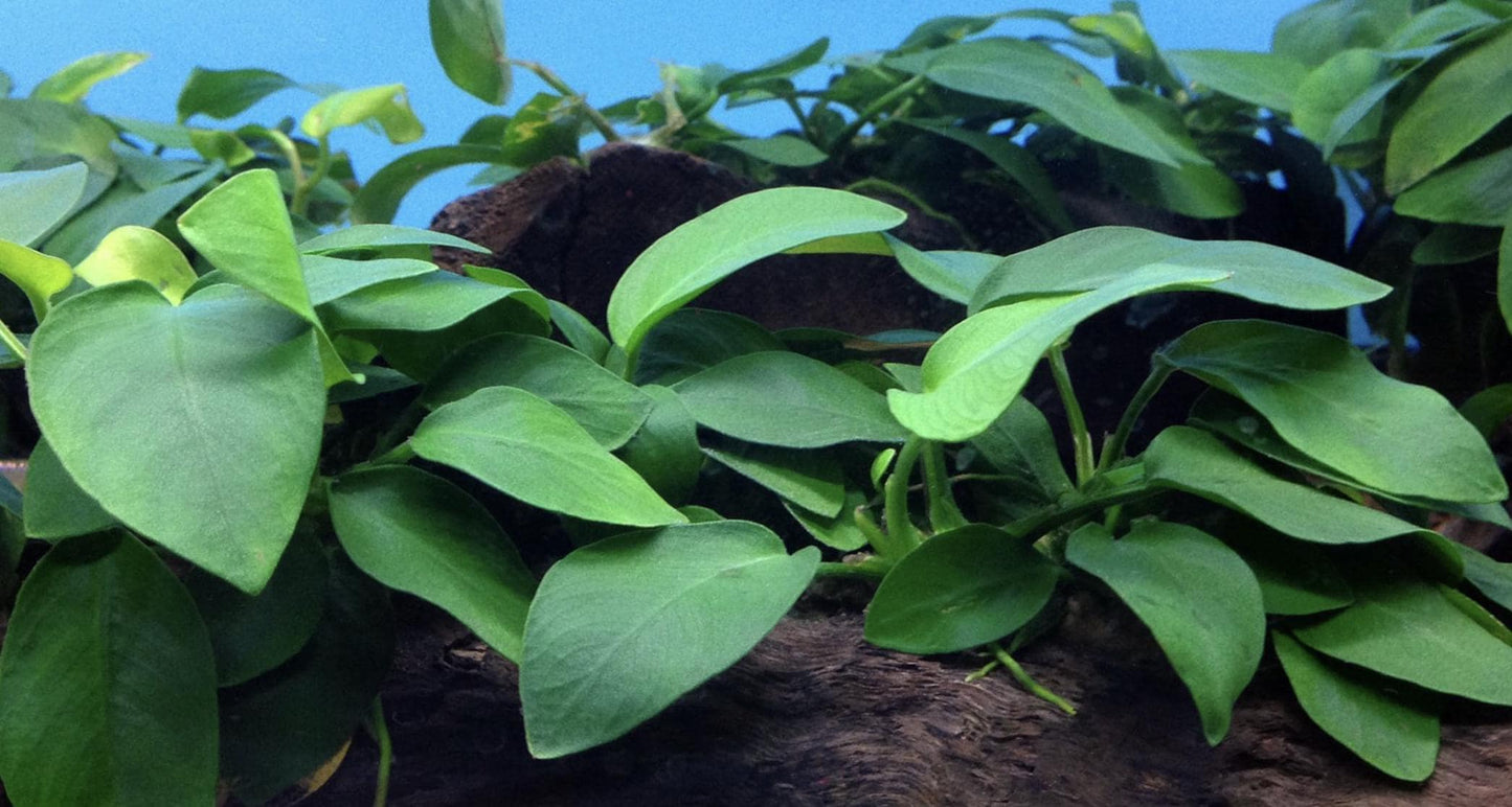 Anubias Nana Live Aquarium and Pond Plant