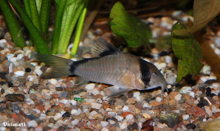 Bandit Corydora (Corydoras metae)– Peaceful Community Live Fish