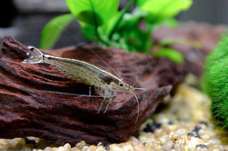 5 Amano Shrimp (Caridina multidentata) – Freshwater Algae Eater