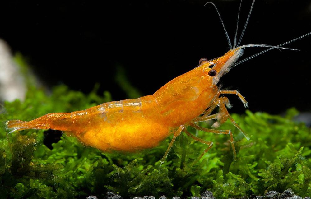 10+1 Sunkist Orange Shrimp (Neocaridina) – Freshwater Aquarium Shrimp