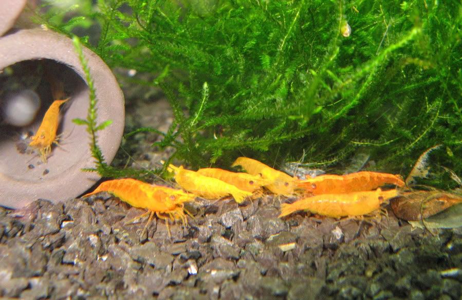 10+1 Sunkist Orange Shrimp (Neocaridina) – Freshwater Aquarium Shrimp