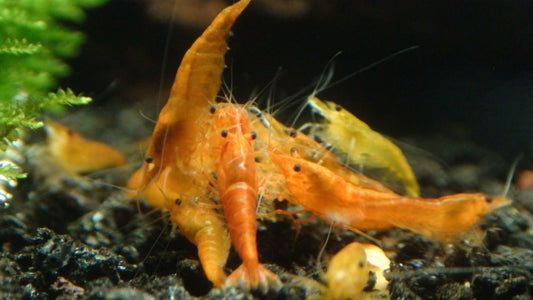 10+1 Sunkist Orange Shrimp (Neocaridina) – Freshwater Aquarium Shrimp