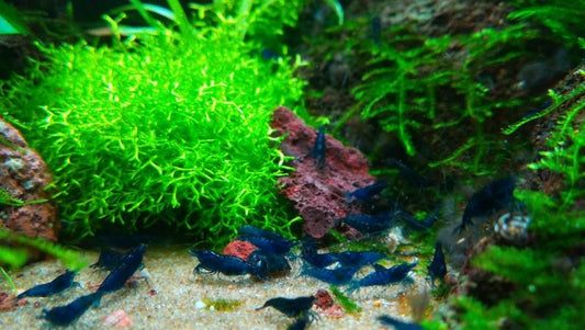 10+1 Blue Dream Shrimp (Neocaridina) – Freshwater Aquarium Shrimp