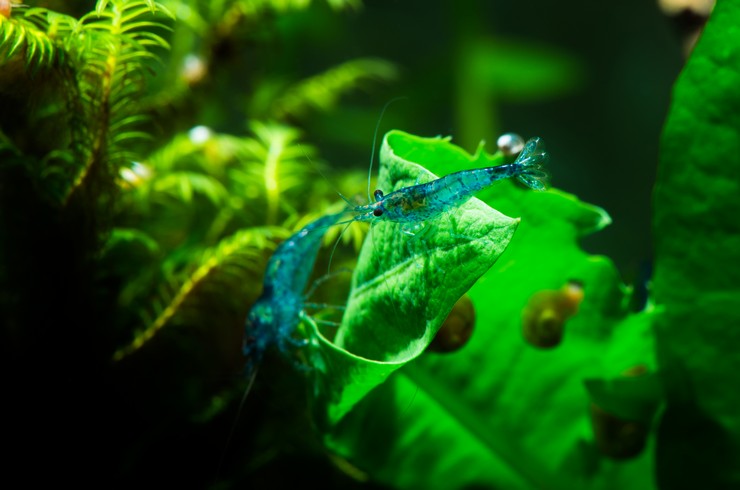 10+1 Blue Dream Shrimp (Neocaridina) – Freshwater Aquarium Shrimp
