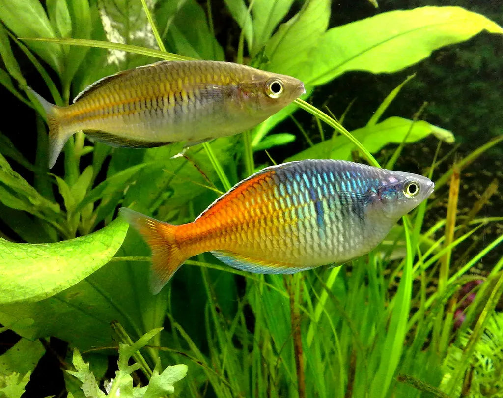 Boesemani Rainbowfish (Melanotaenia boesemani) Juveniles