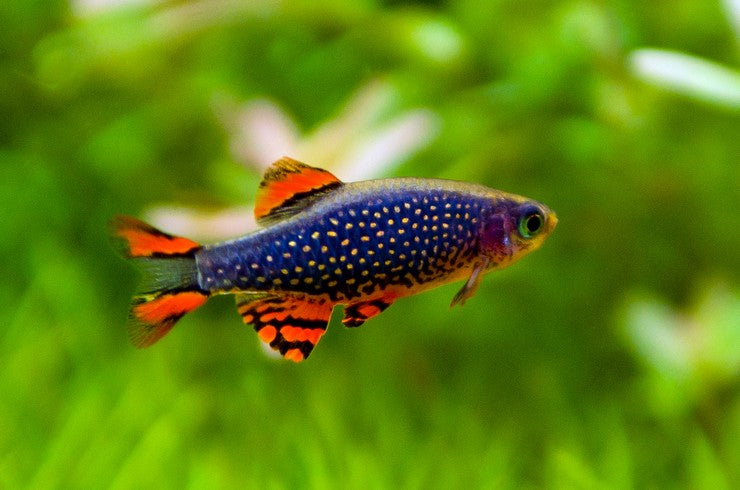 Galaxy Rasboras CDP/Celestial Pearl danios