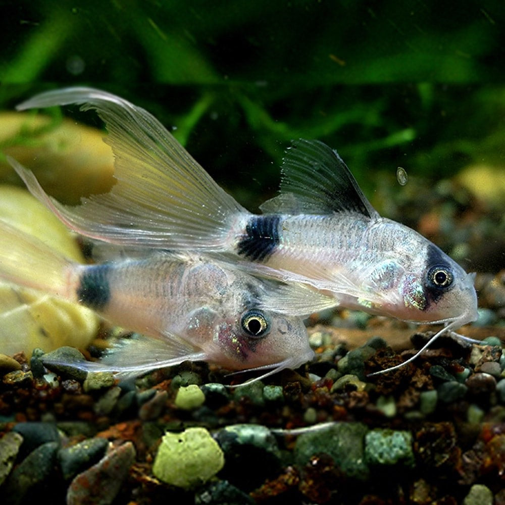 Long Fin Panda Corydoras / Live Aquarium Fish