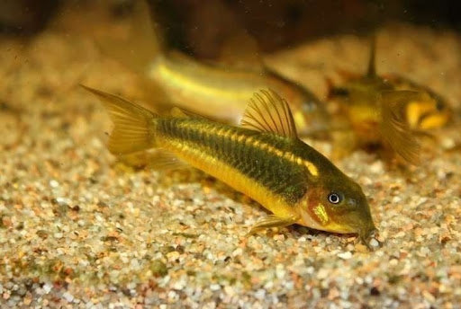 Gold Laser Corydoras – 1.25" CW010