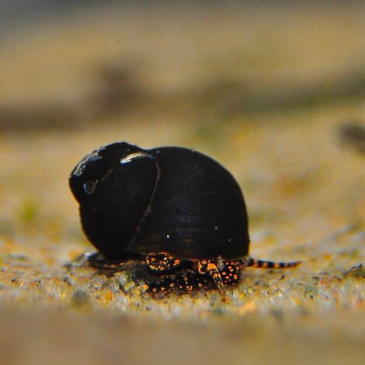 *RARE* Blueberry Snail (Viviparus sp.) – Live Freshwater Algae Cleaner