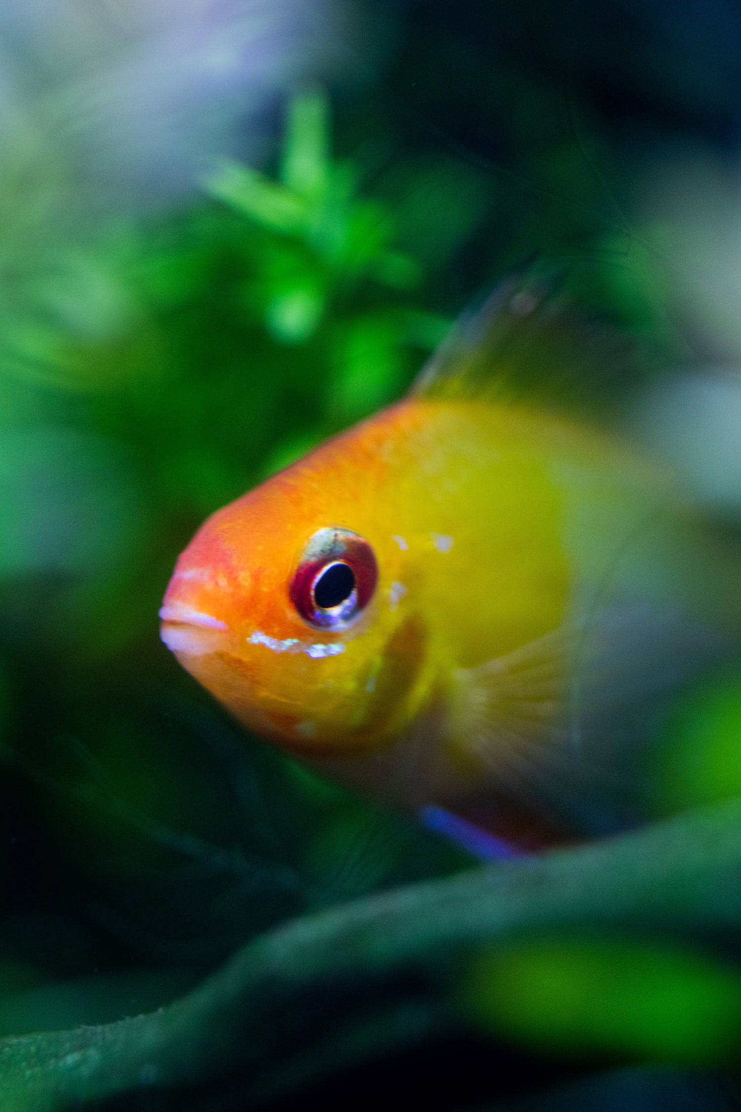 Live Fish
