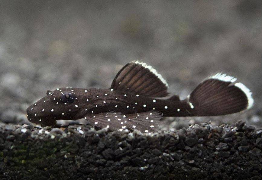 L181 Peppermint Bristlenose Pleco – 1.5"