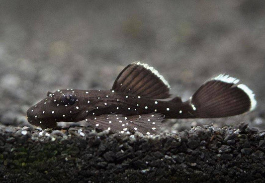L181 Peppermint Bristlenose Pleco – 1.5"