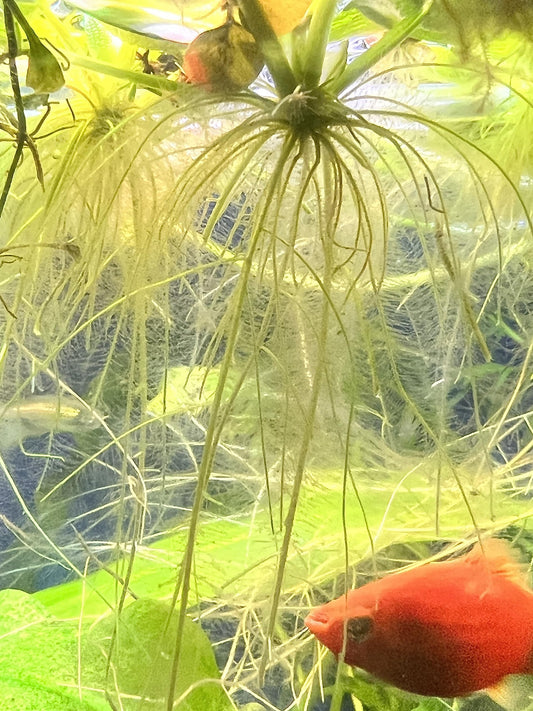 40+ Leaf Amazon Frogbit Aquarium Floating Plant (10 plants)
