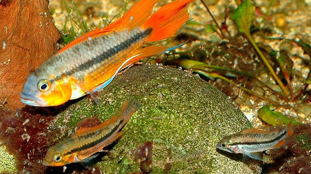 Apistogramma Cacatuoides “Orange” – 1.5”