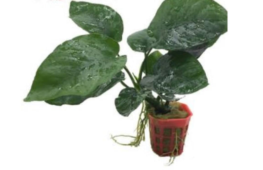 Anubias Barteri Easy Live Aquarium/Fish Tank and Pond Aquatic Plant