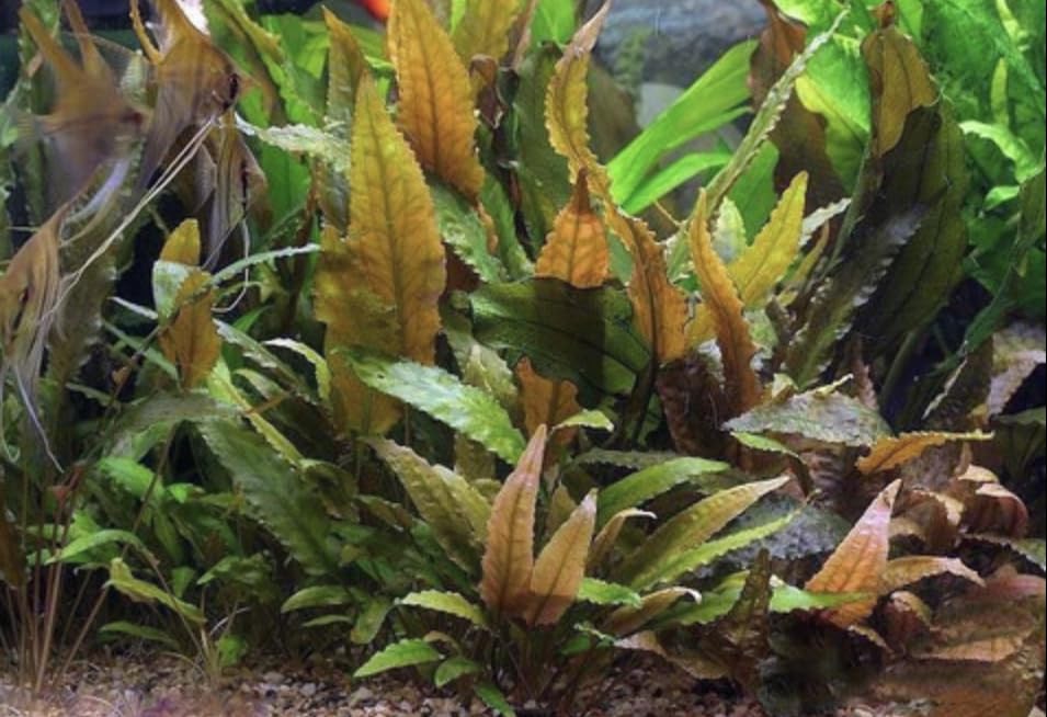CRYPTOCORYNE WENDTII Tropica Live Aquarium Plant (12-20 Plants)