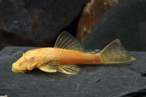 Albino Bristlenose Pleco (2–3”) Young Pair