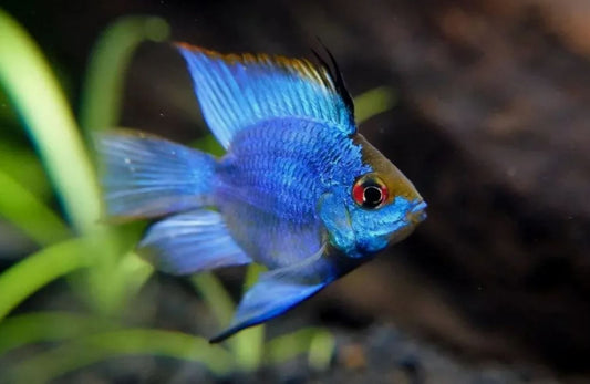 ELECTRIC BALLOON RAM 1.5' - Live Aquarium Fish