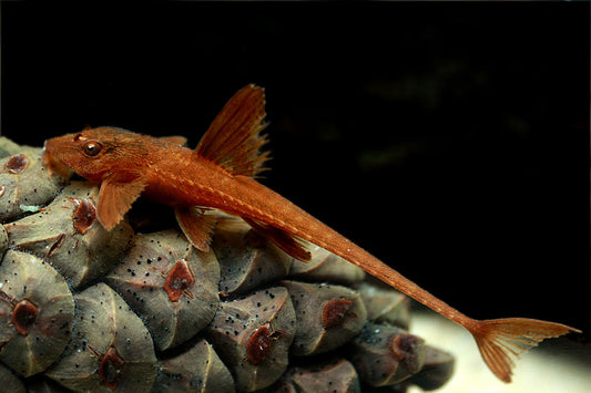 L10A Red Lizard Whiptail Catfish (2.5–3”) – Live Freshwater Fish