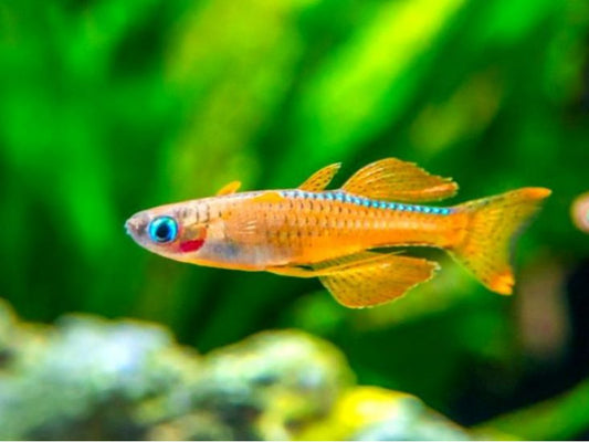 Red Neon Blue Eye Rainbowfish
