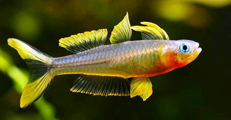 Forktail Rainbowfish (Pseudomugil furcatus)