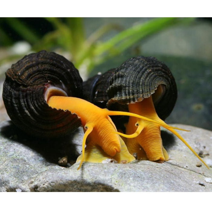 Orange Poso Rabbit Snail