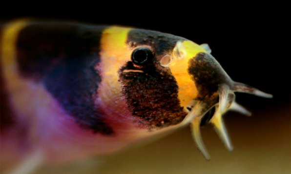Kuhli Loach (Pangio kuhlii)