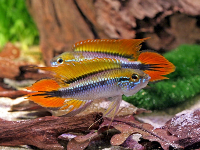 Apistogramma Agassizii  Live Freshwater Dwarf Cichlid/Peaceful Aquarium Fish