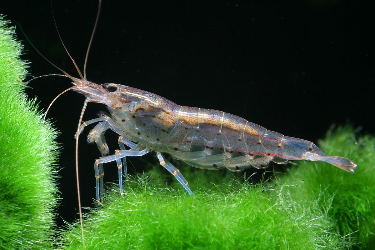 5 Amano Shrimp (Caridina multidentata) – Freshwater Algae Eater