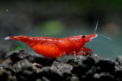 10+1 Fire Red Shrimp (Neocaridina) – Freshwater Aquarium Shrimp